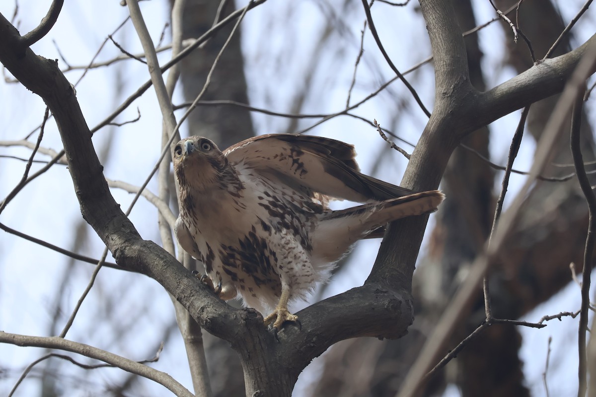 Red-tailed Hawk - ML553323521