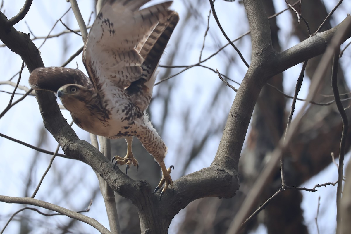 Red-tailed Hawk - ML553323531