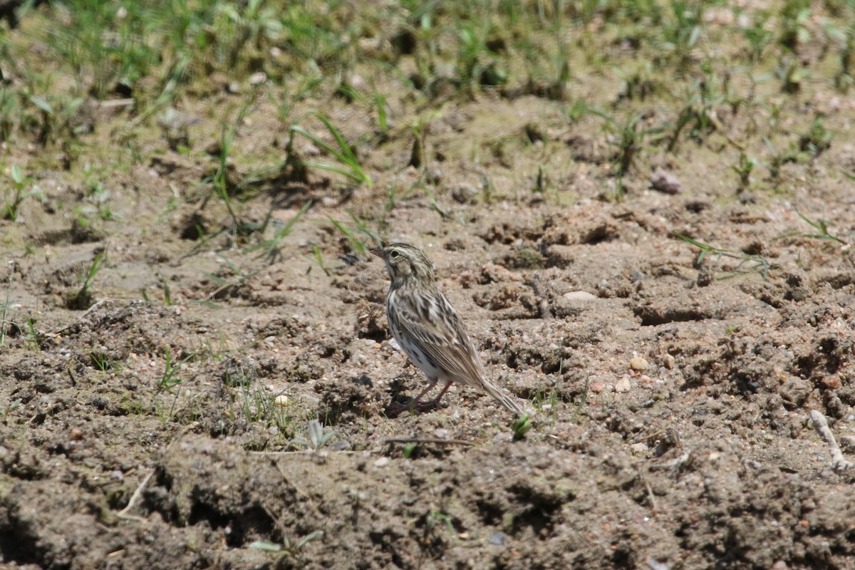 Savannah Sparrow - ML55332411