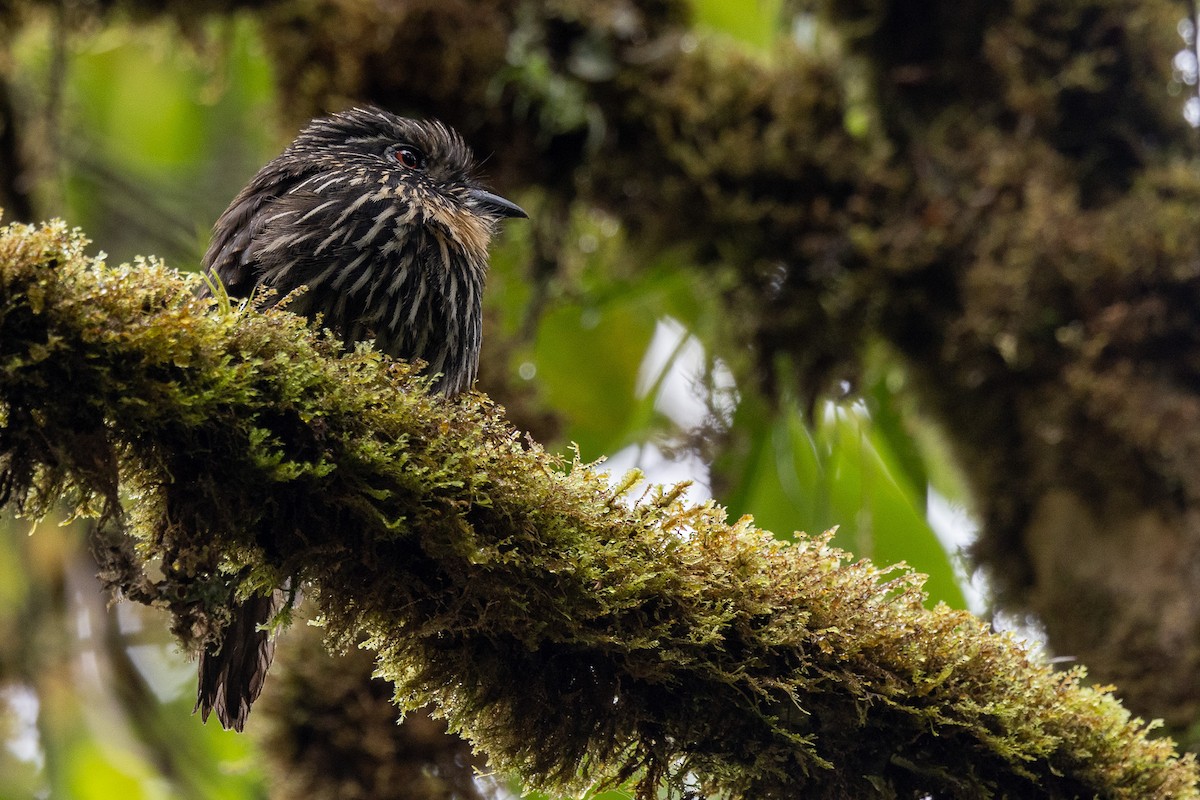 Black-streaked Puffbird - John Rogers