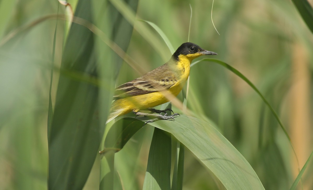 Western Yellow Wagtail (feldegg) - ML55332421