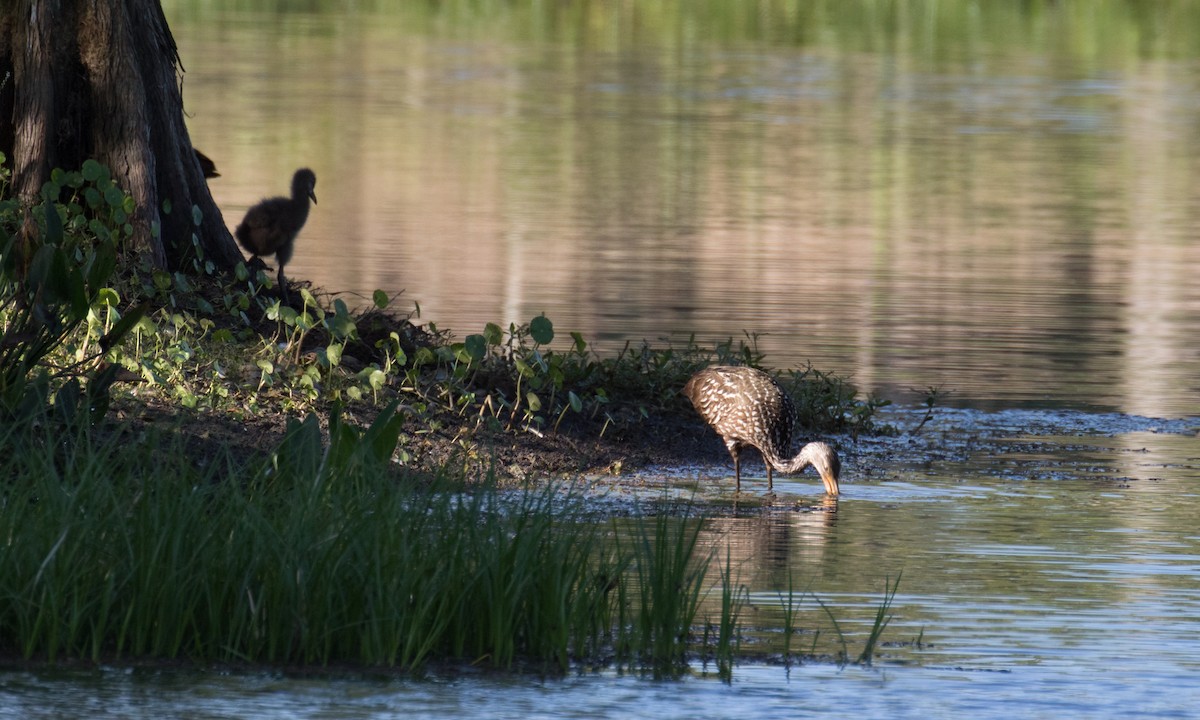 Limpkin - Lynette Spence