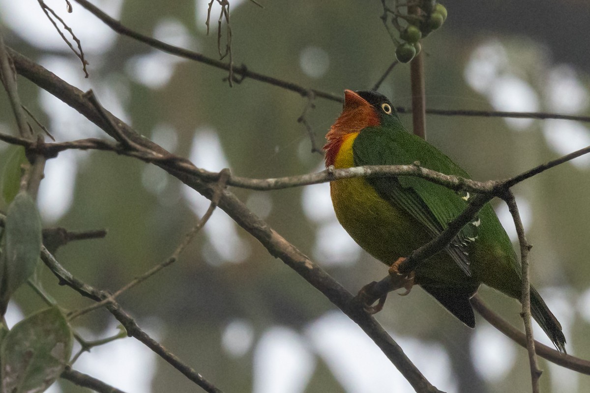 Scarlet-breasted Fruiteater - John Rogers