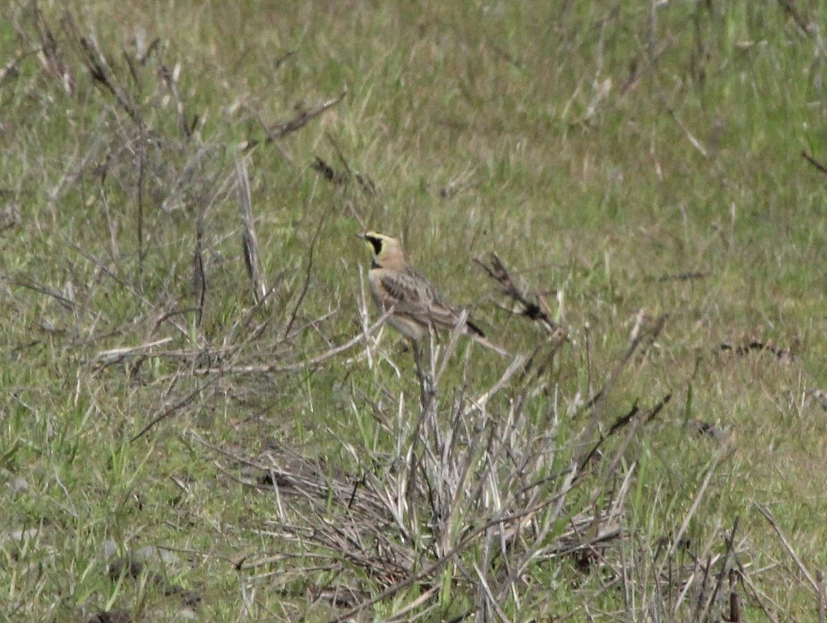 Horned Lark - ML553326661