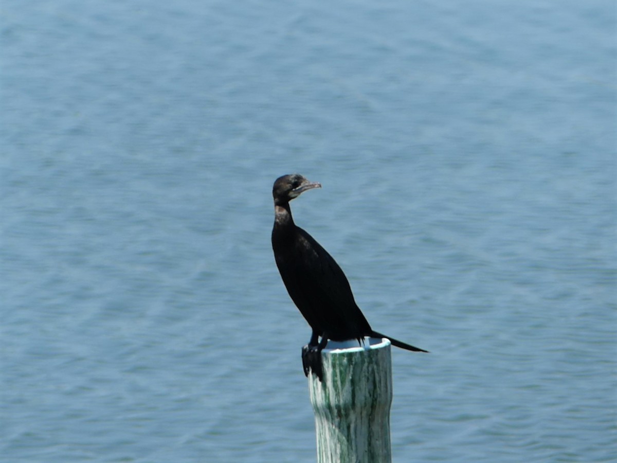 Little Cormorant - ML553326811