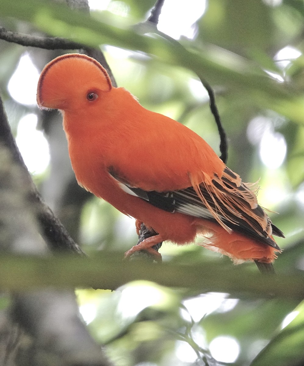 Guianan Cock-of-the-rock - ML553327521