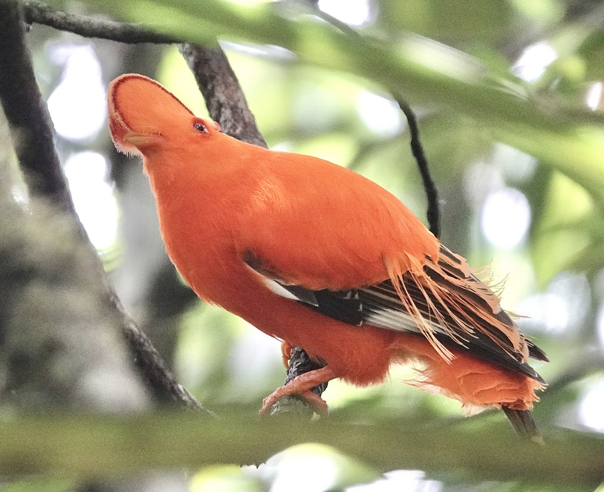 Guianan Cock-of-the-rock - ML553327531