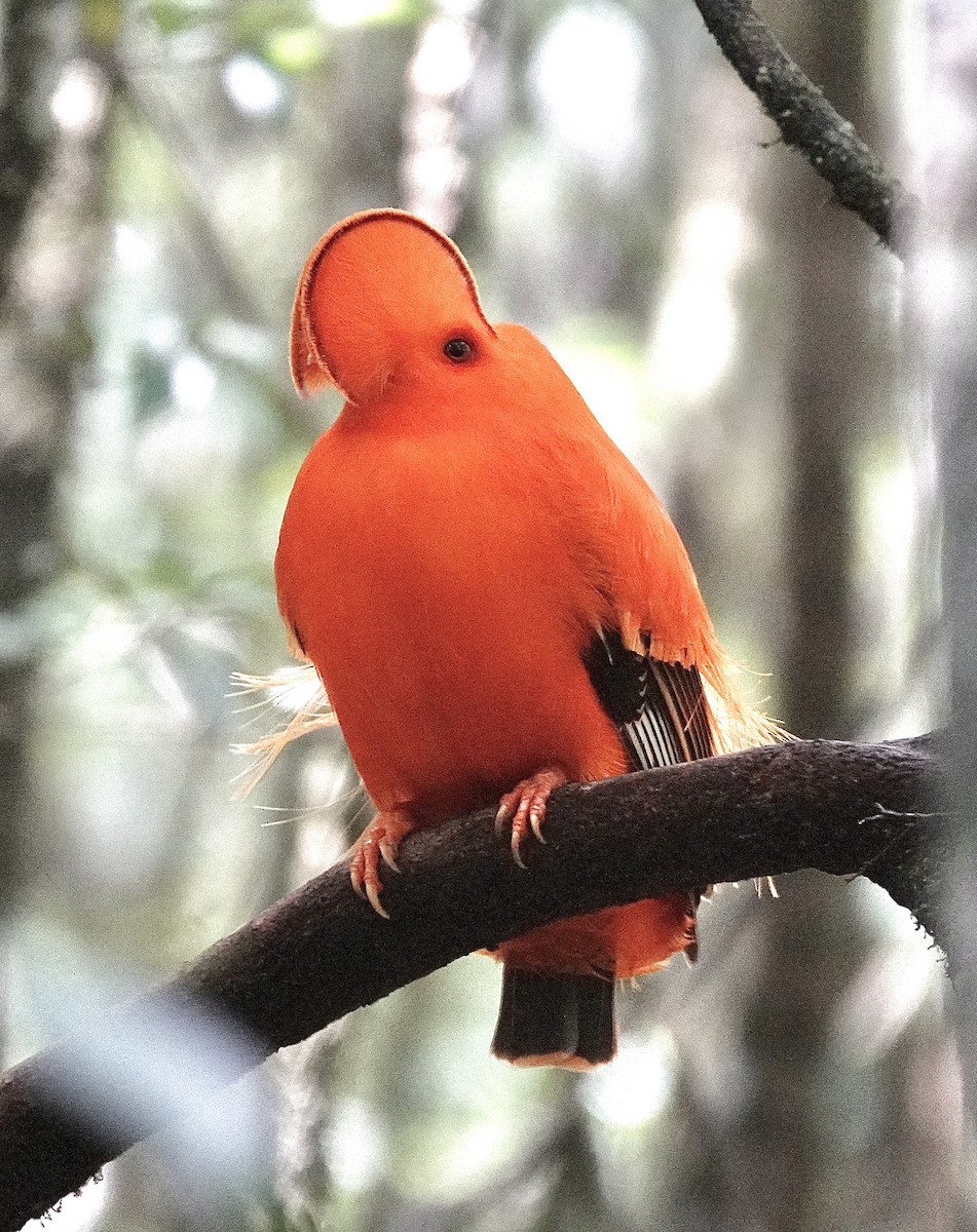 Guianan Cock-of-the-rock - ML553327541