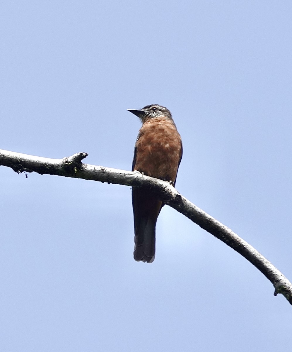 Cliff Flycatcher - ML553327641