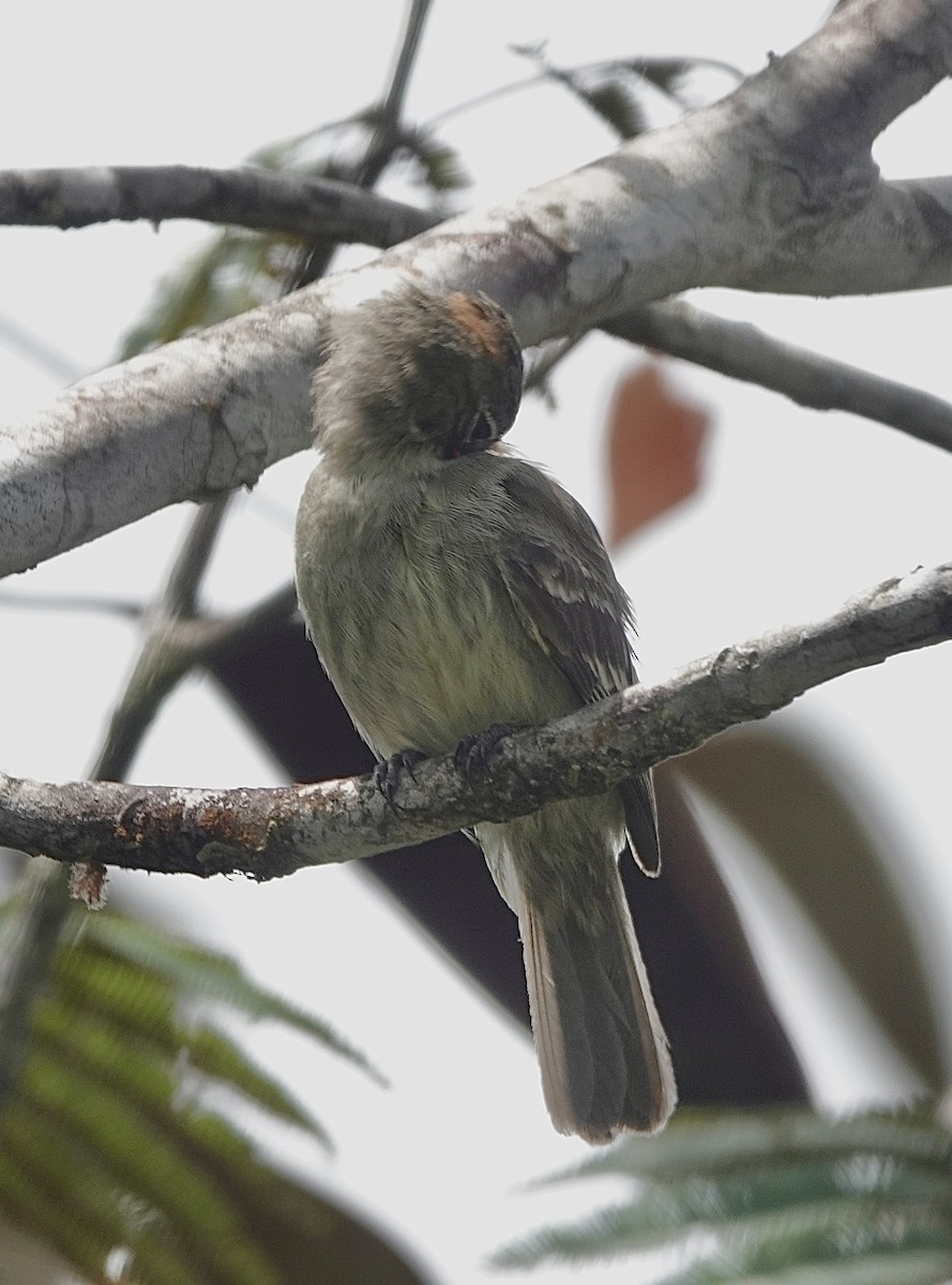 Rufous-crowned Elaenia - ML553327841