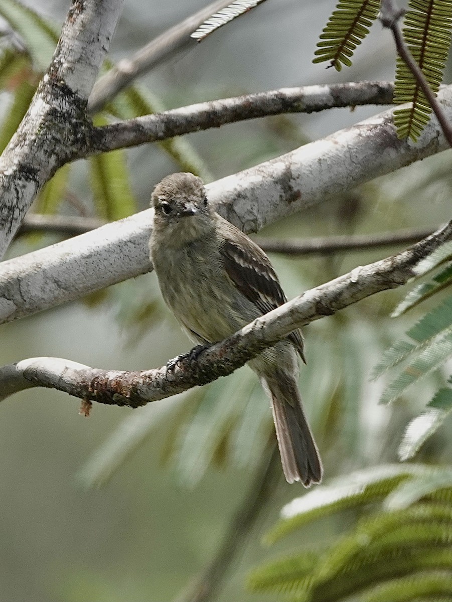 Rufous-crowned Elaenia - ML553327851