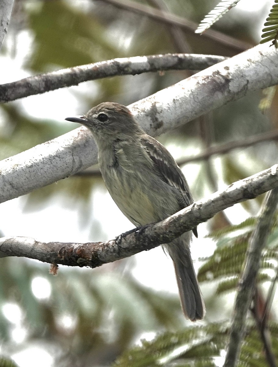 Rufous-crowned Elaenia - ML553327861