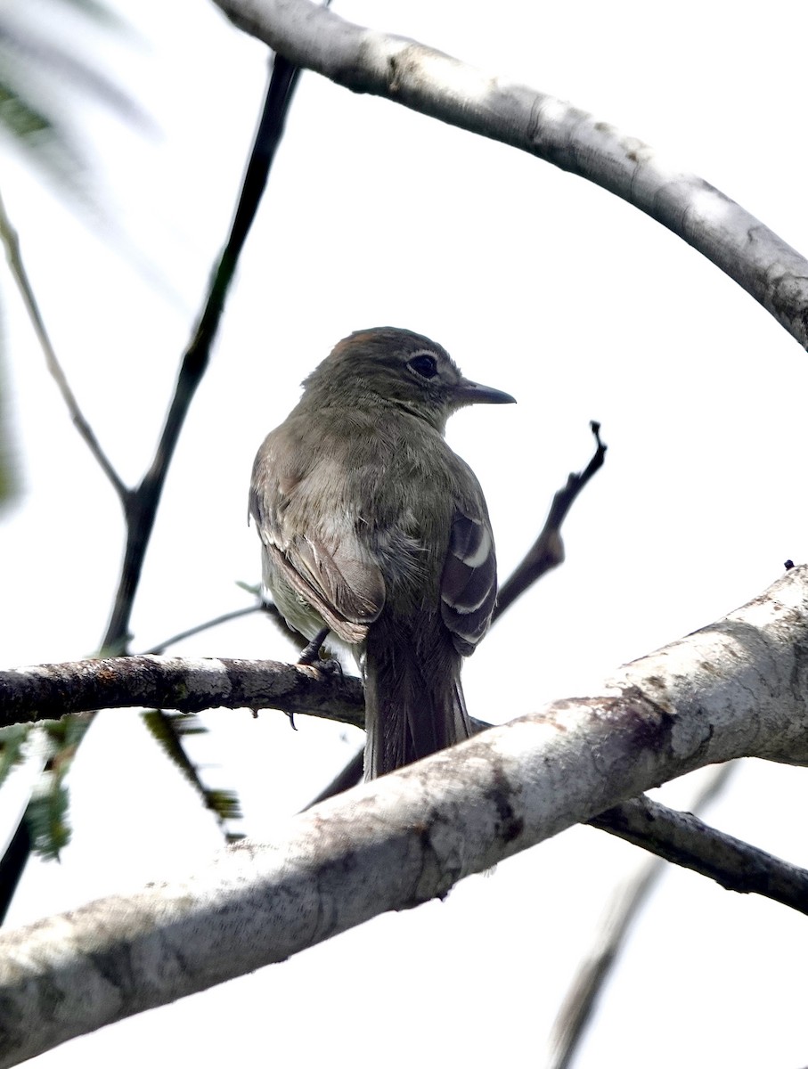 Rufous-crowned Elaenia - ML553327871