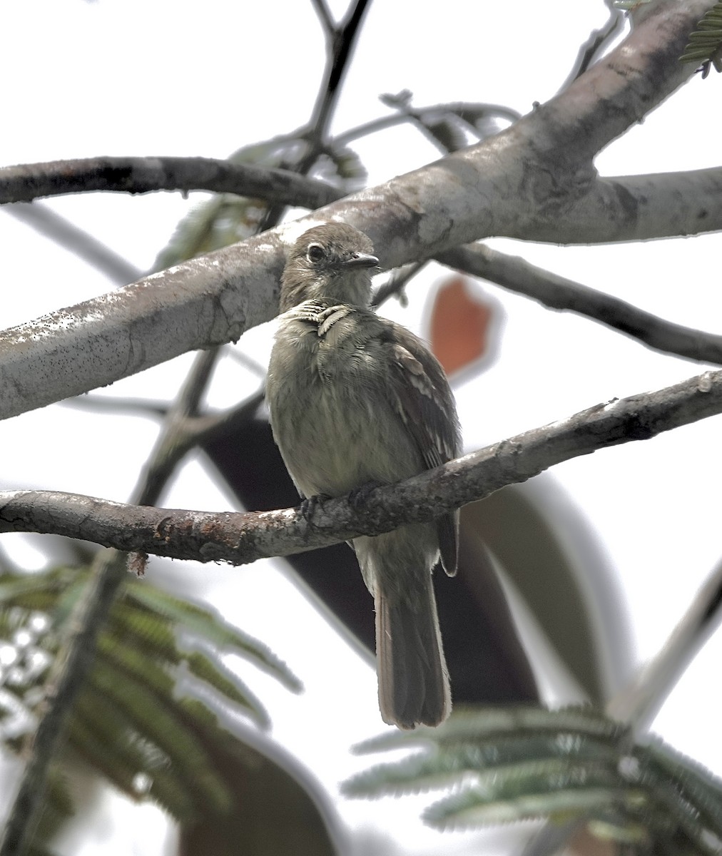 Rufous-crowned Elaenia - ML553327881