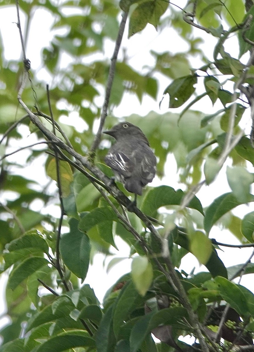 Pompadour Cotinga - ML553328011