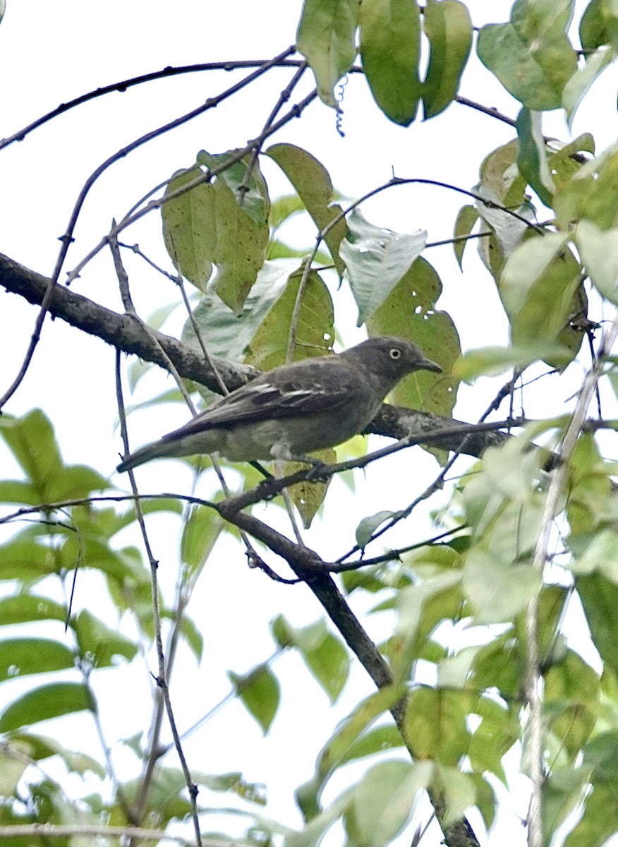 Pompadour Cotinga - ML553328031