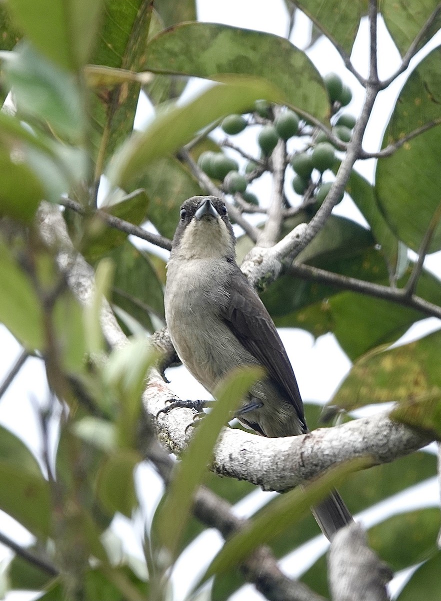 Red-shouldered Tanager - ML553328231