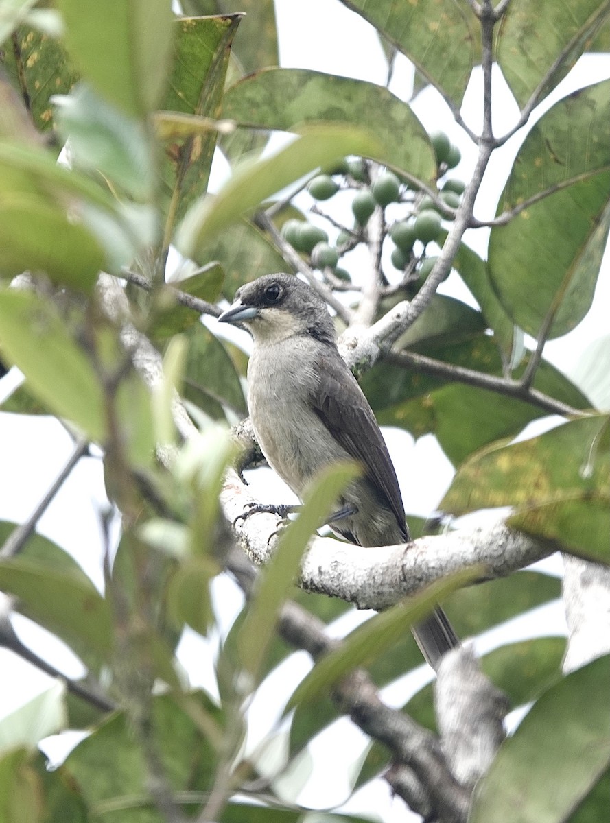 Red-shouldered Tanager - ML553328241