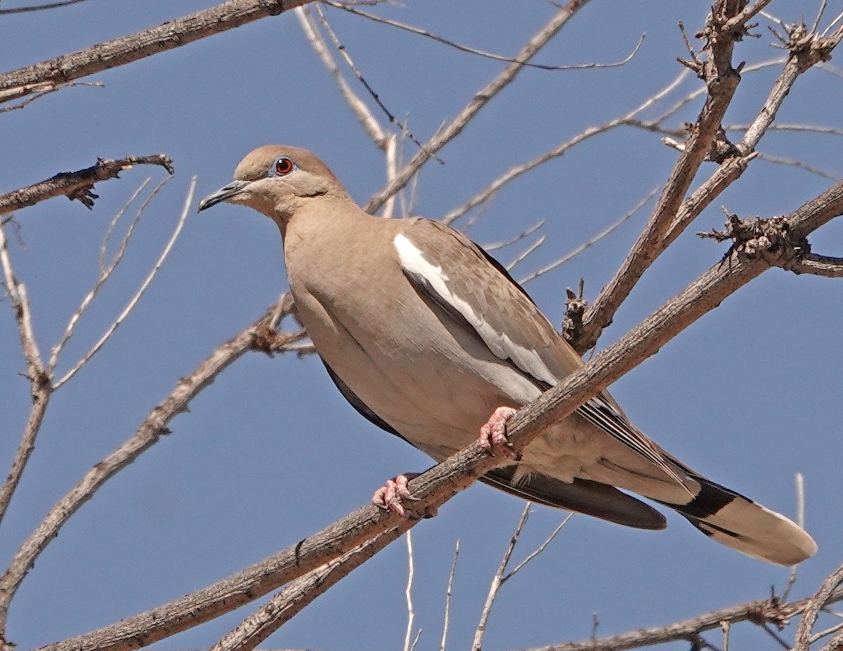 White-winged Dove - ML553328461