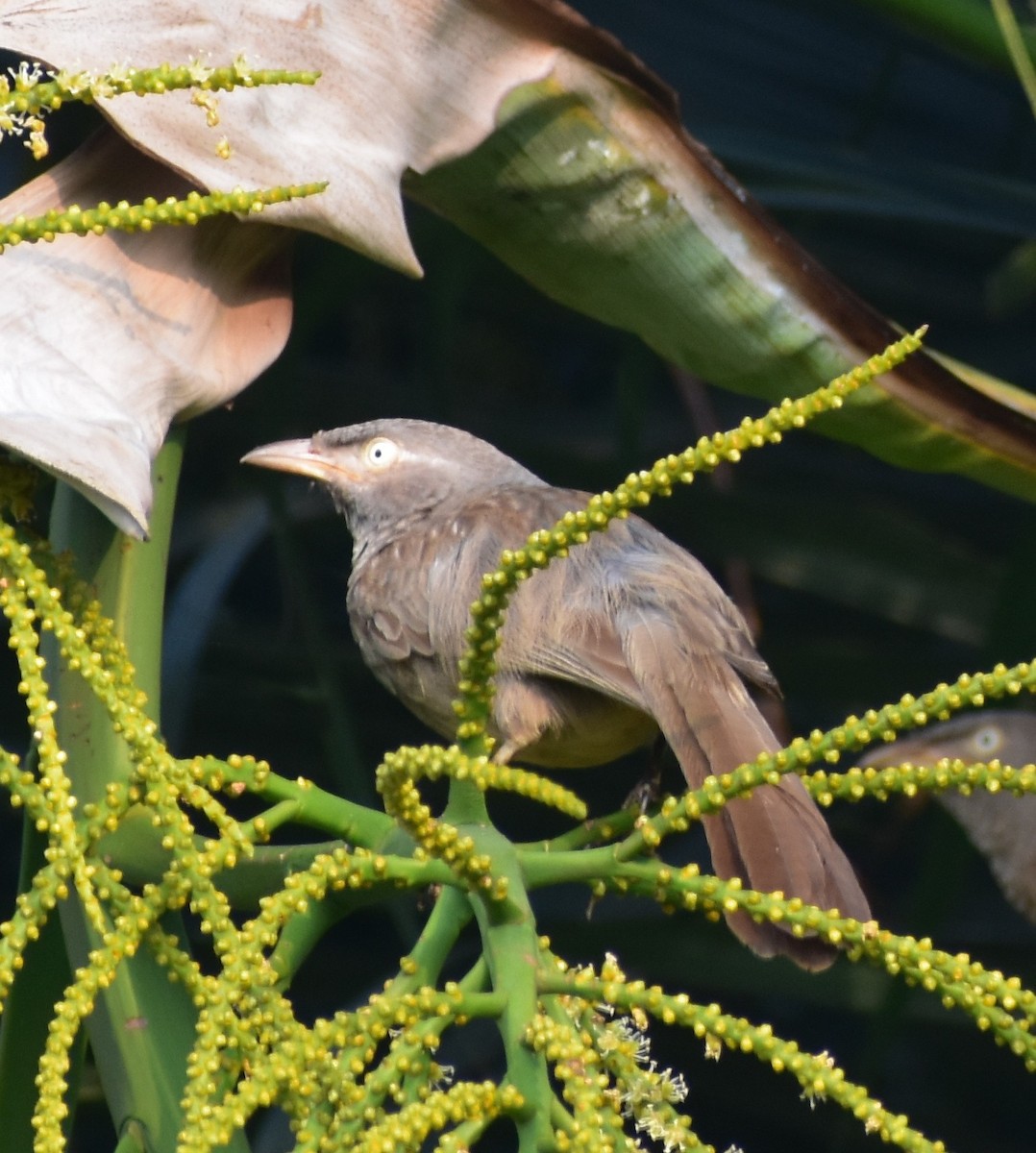 Jungle Babbler - ML553329131