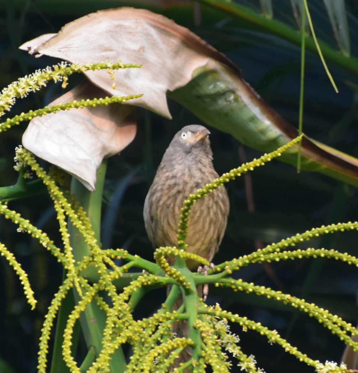 Jungle Babbler - ML553329141