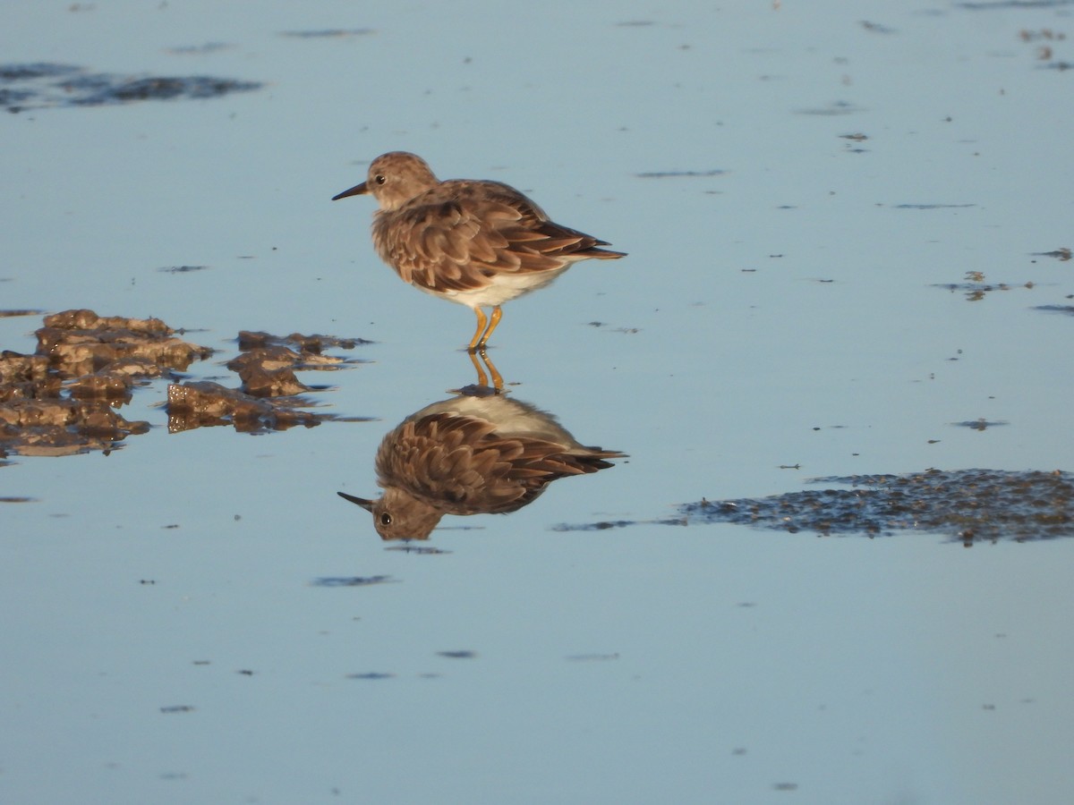 Temminck's Stint - ML553329231