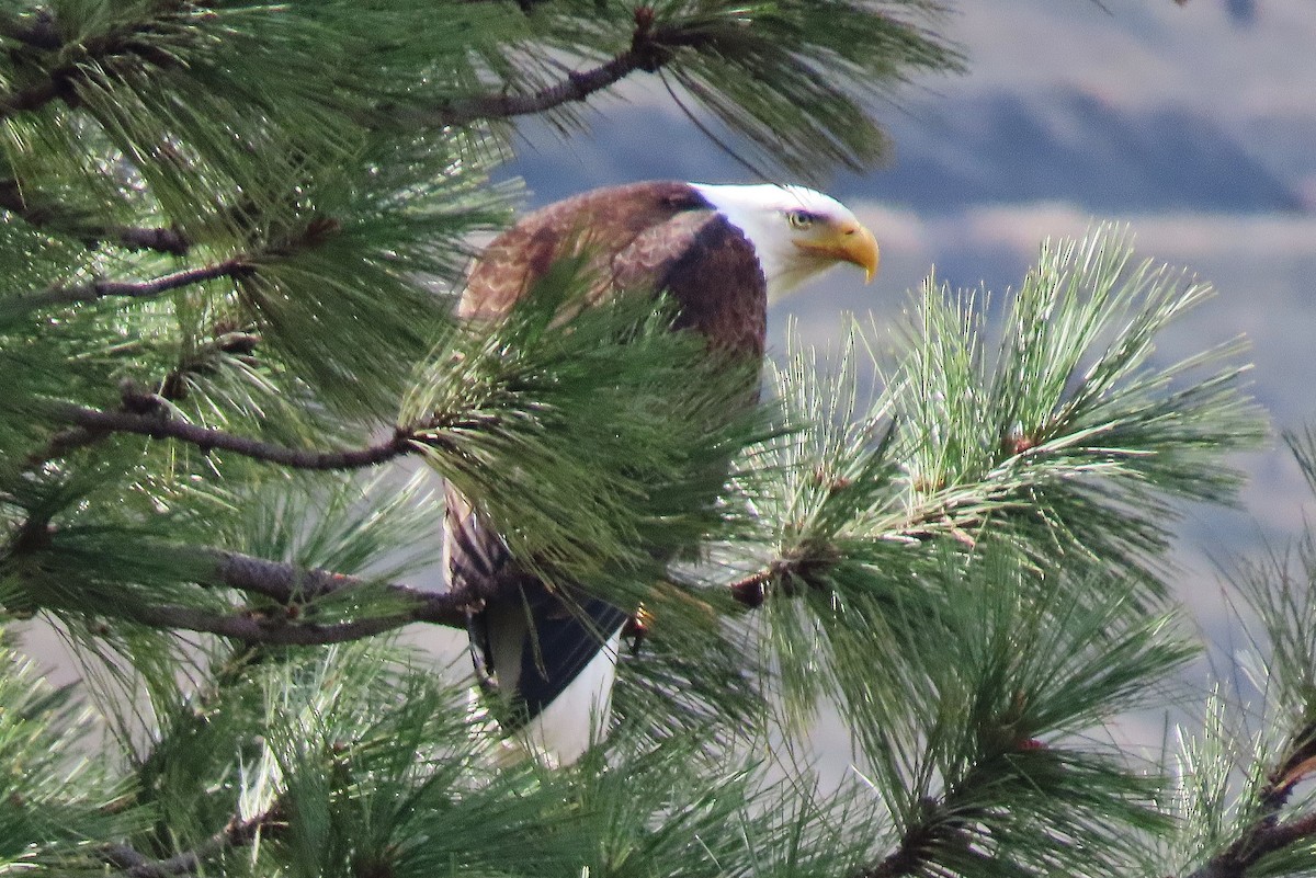 Bald Eagle - ML553330571