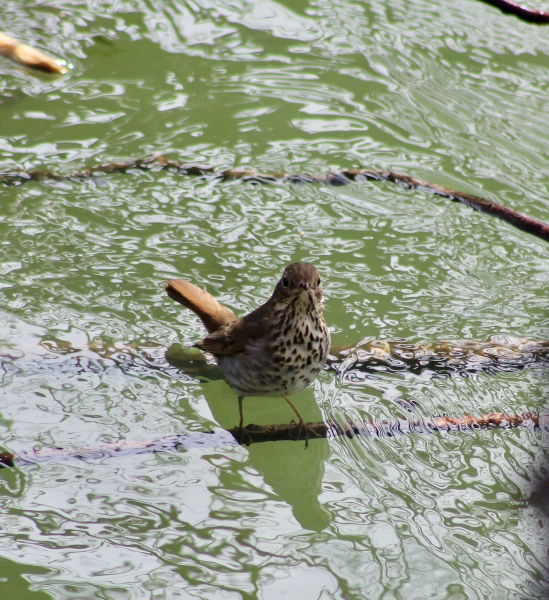 Hermit Thrush - ML553331121