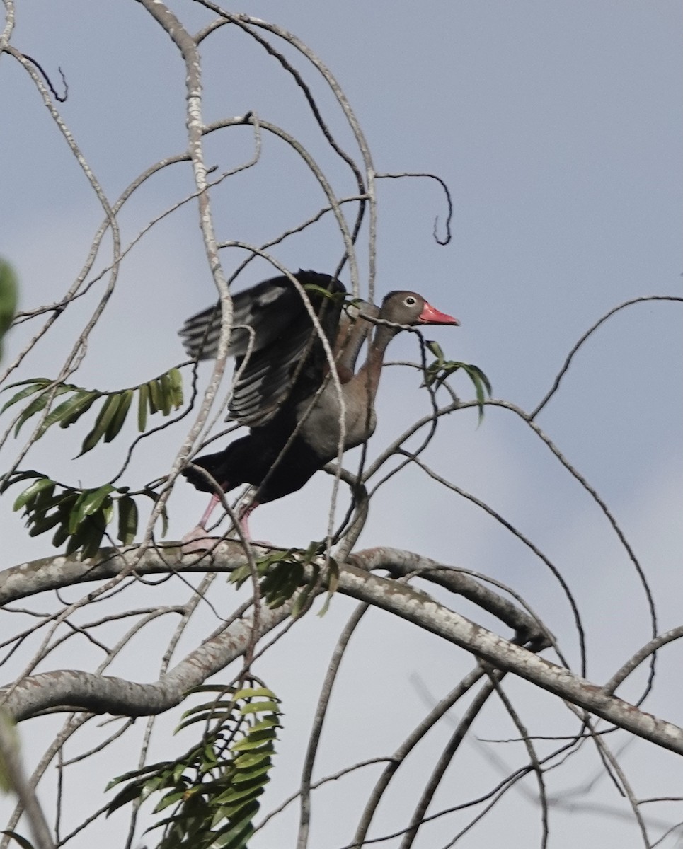 Black-bellied Whistling-Duck - ML553331321