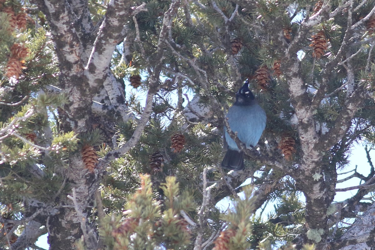 Steller's Jay (Southwest Interior) - ML553332431