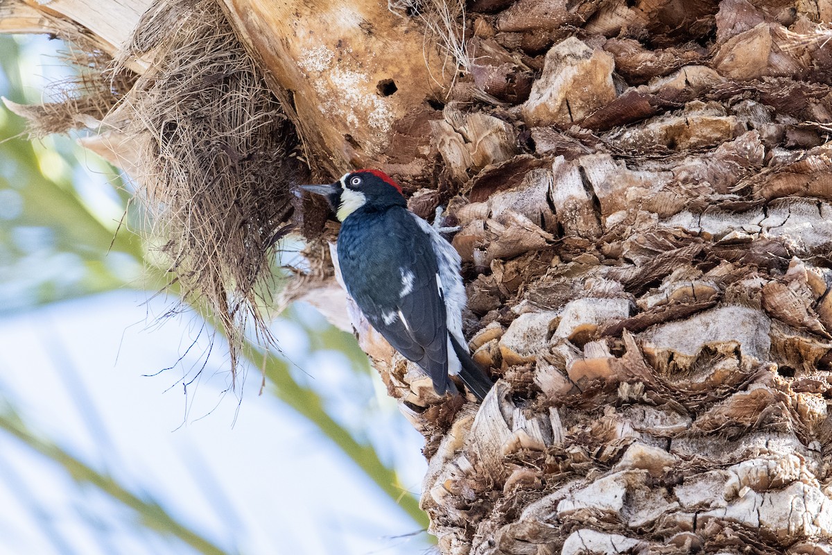 Acorn Woodpecker - ML553332821