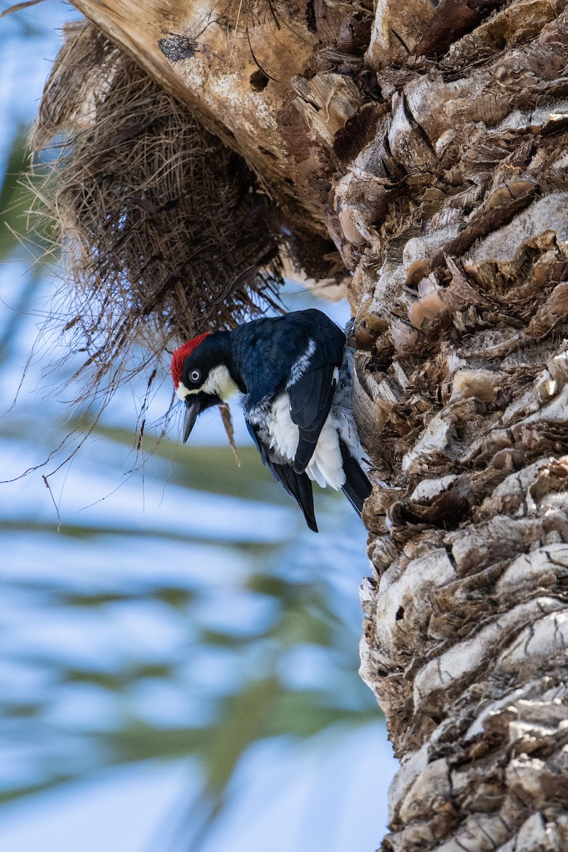 Acorn Woodpecker - ML553332871