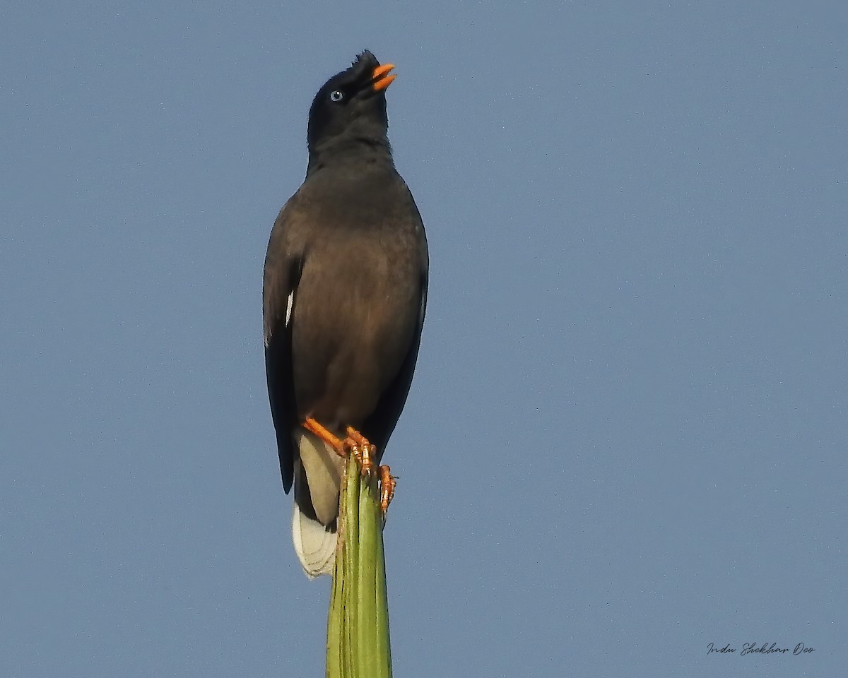 krattstær - ML553333181