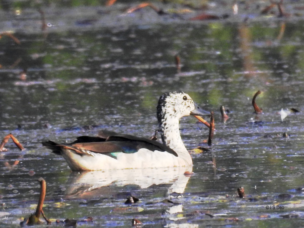 beltedvergand - ML553333261