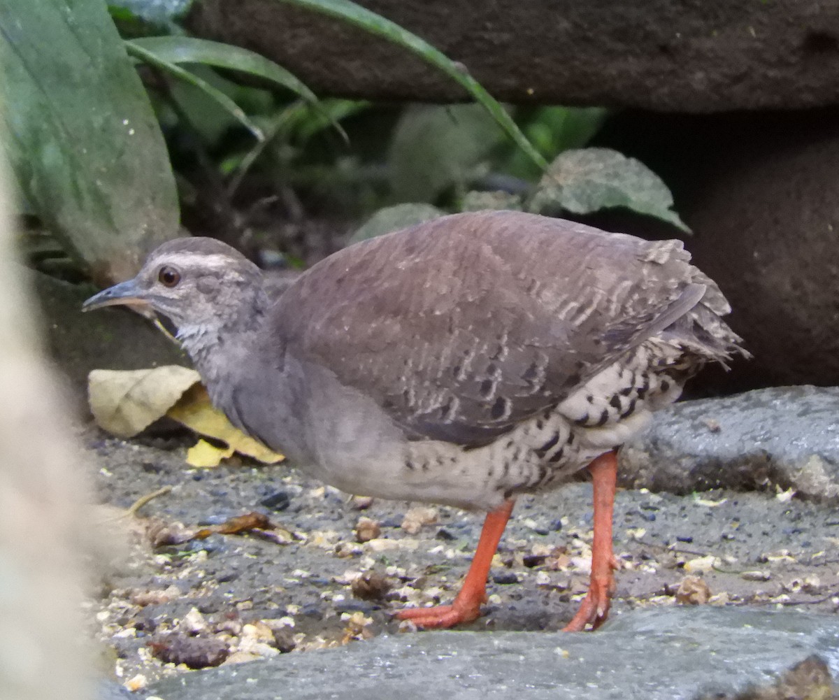 Pale-browed Tinamou - ML55333331