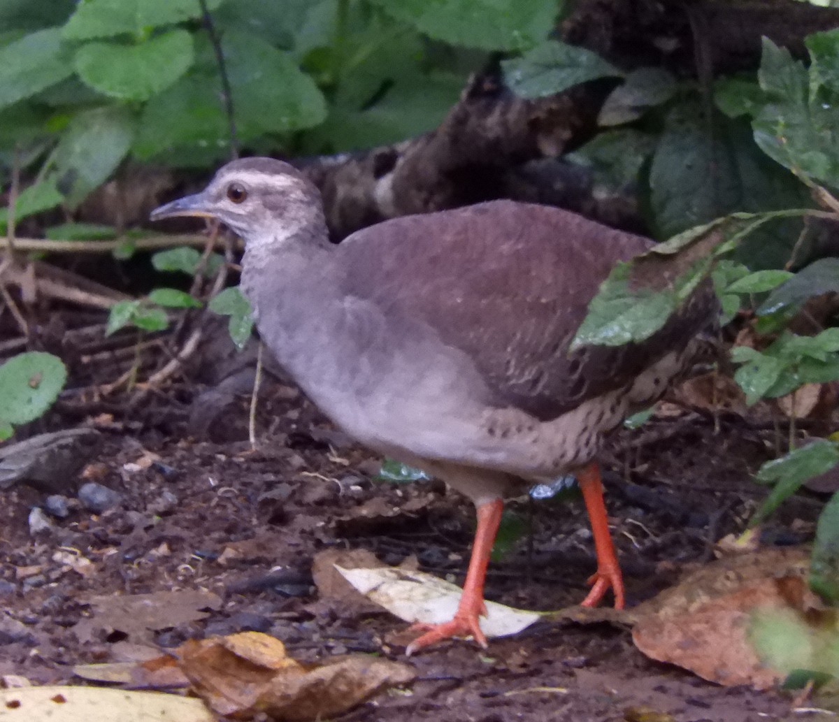 Pale-browed Tinamou - ML55333341