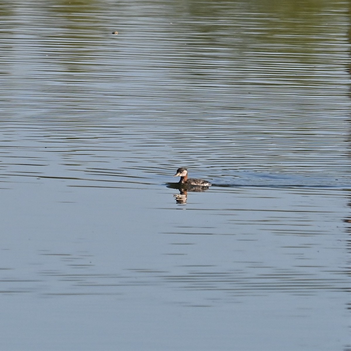Red-necked Grebe - ML553333551