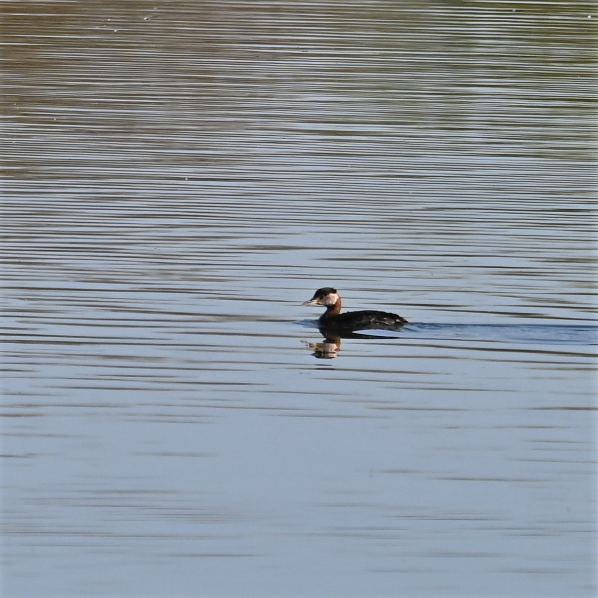 Red-necked Grebe - ML553333561