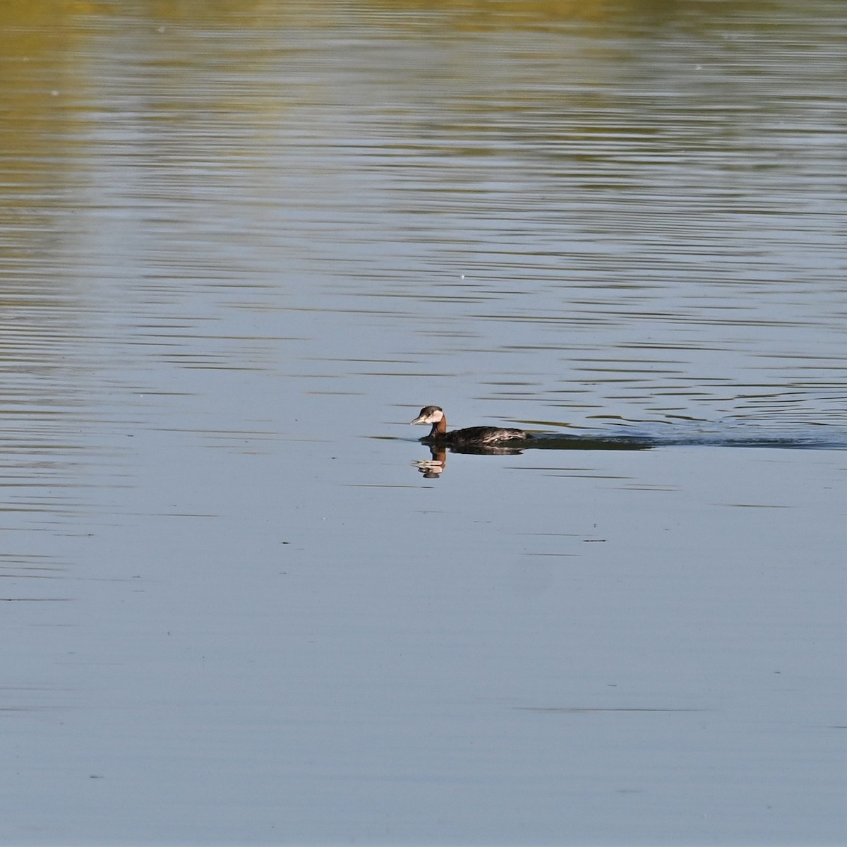Red-necked Grebe - ML553333571