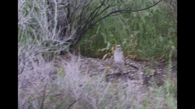 LeConte's Thrasher - ML553333871