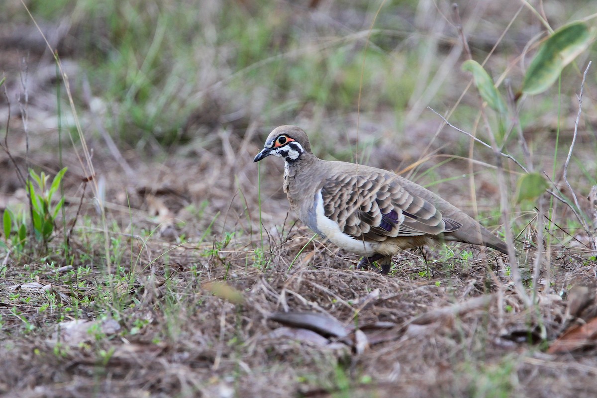 Squatter Pigeon - ML553334121