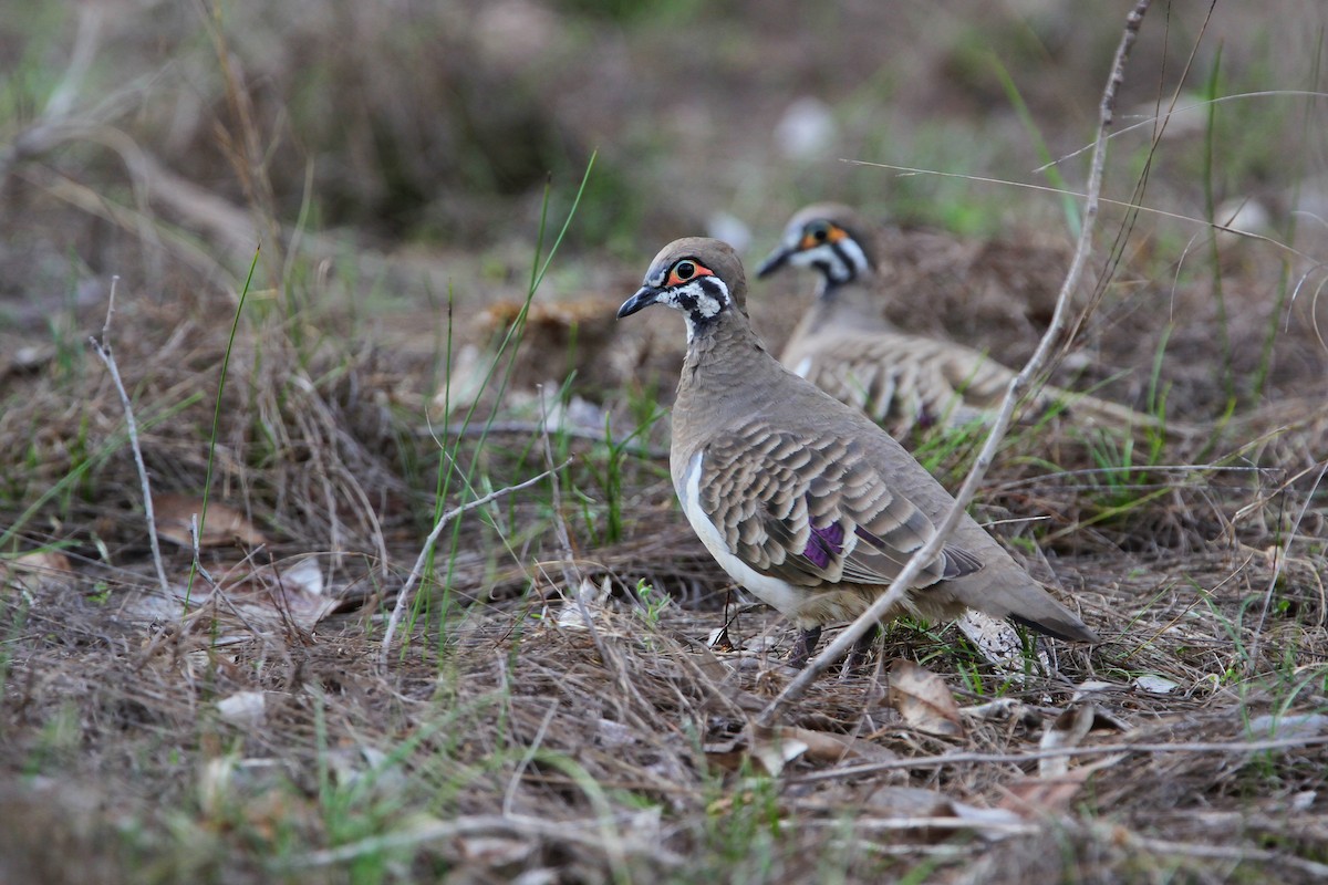 Squatter Pigeon - ML553334131