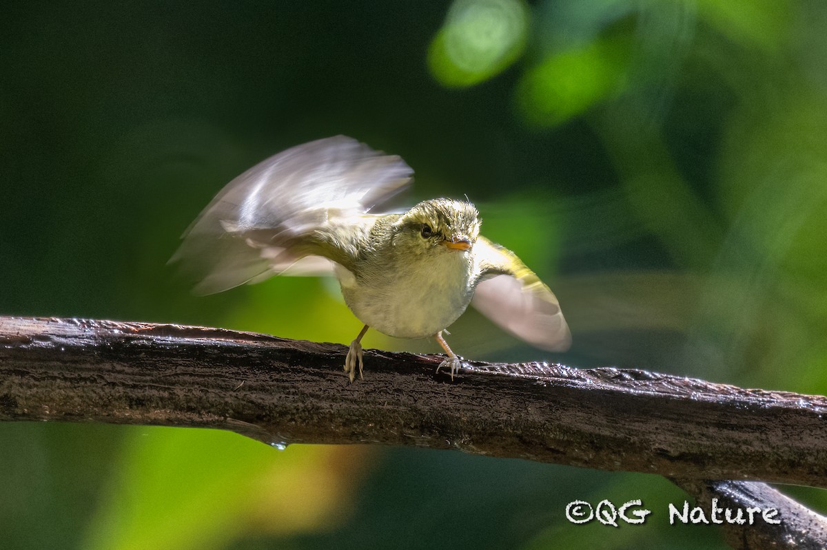 Davison's Leaf Warbler - ML553334341