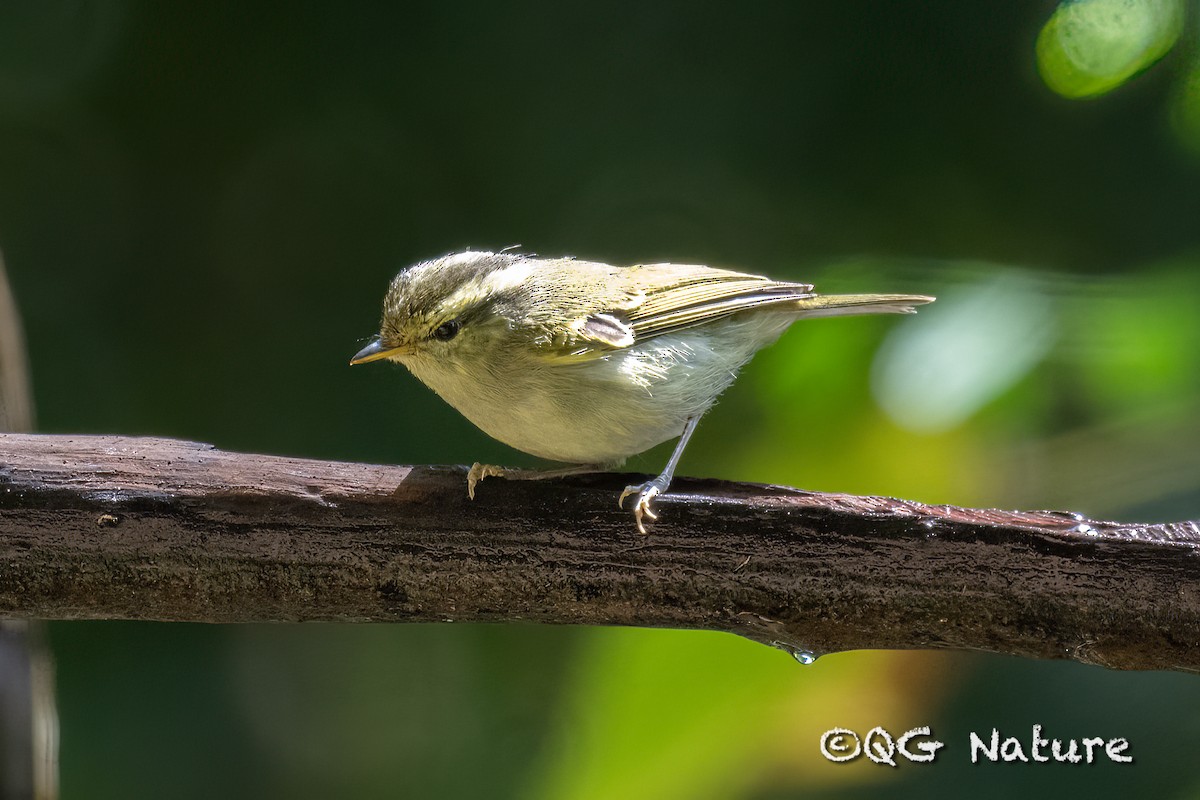 Davison's Leaf Warbler - ML553334361