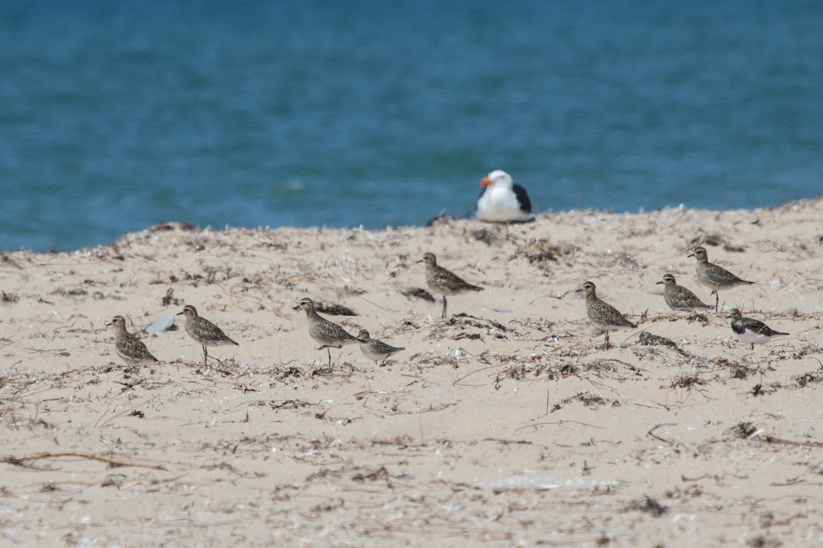 Pacific Golden-Plover - ML553335971