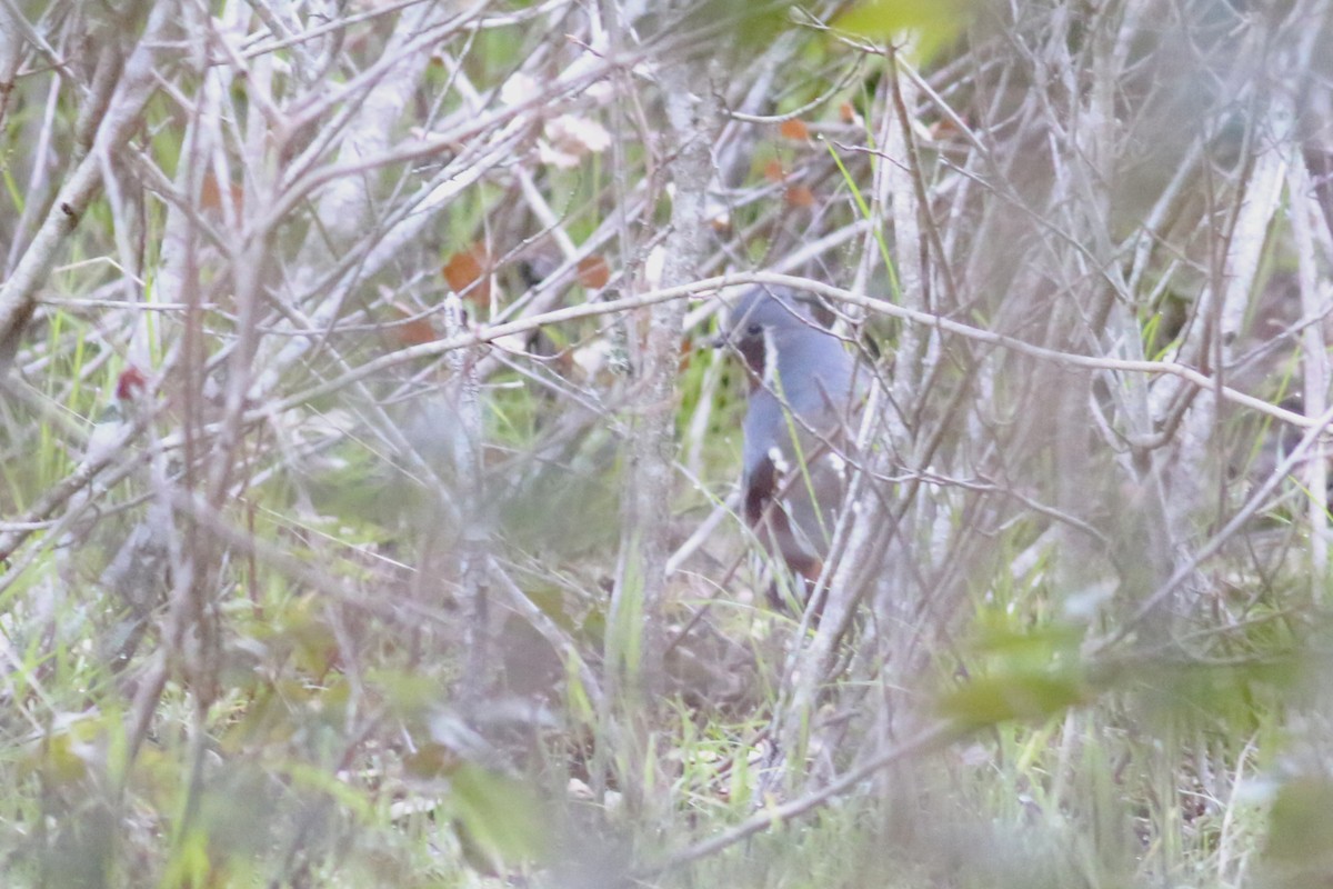 Mountain Quail - ML553336451