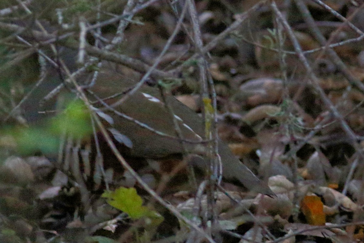 Mountain Quail - ML553336461