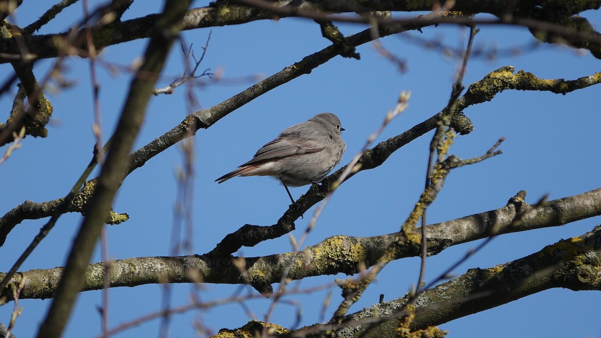 Black Redstart - ML553337001