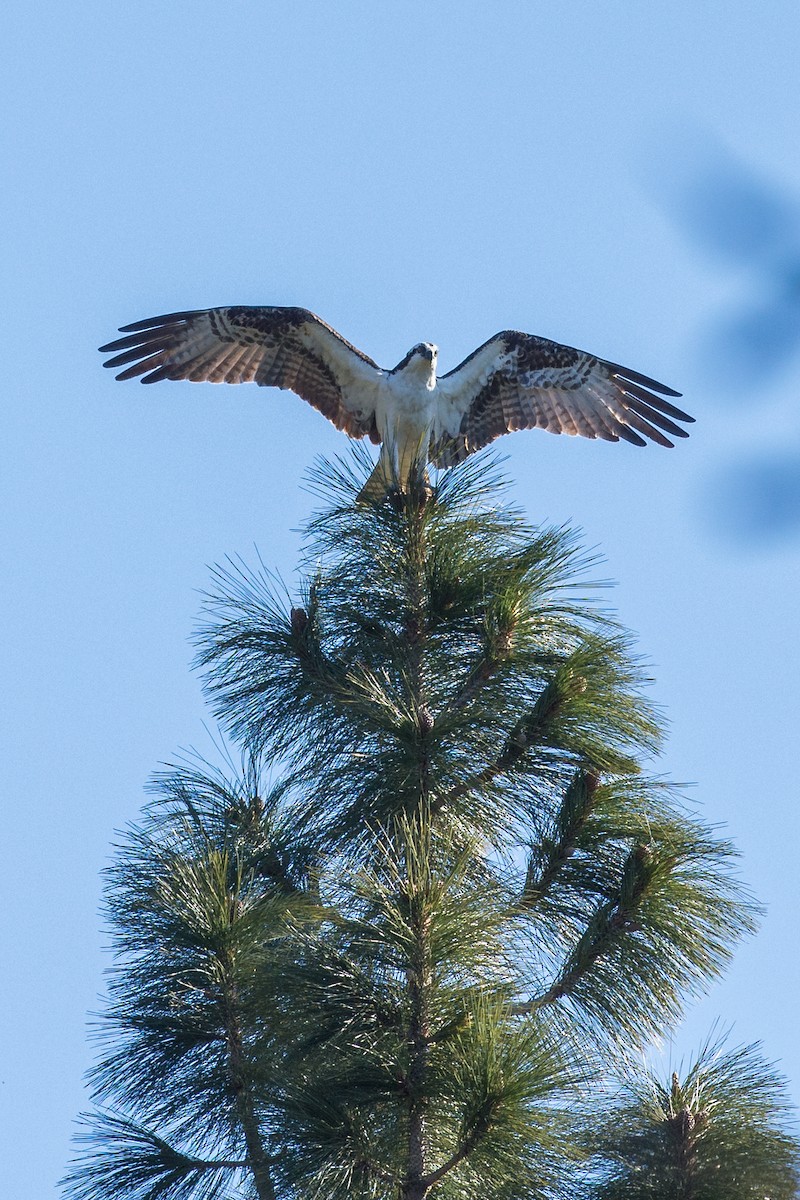 Загасч явлаг - ML55333711