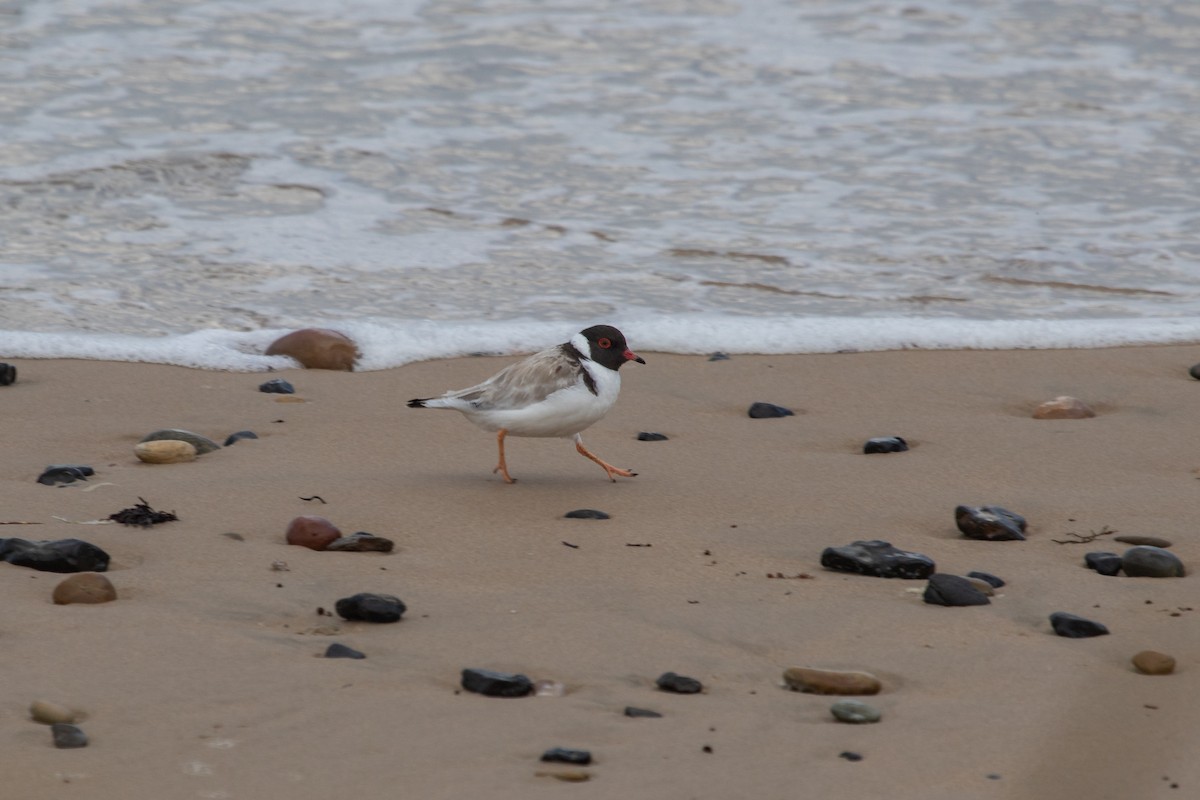 Hooded Plover - ML553337341